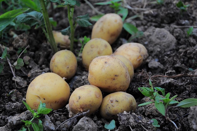 Stenkyrka potatis